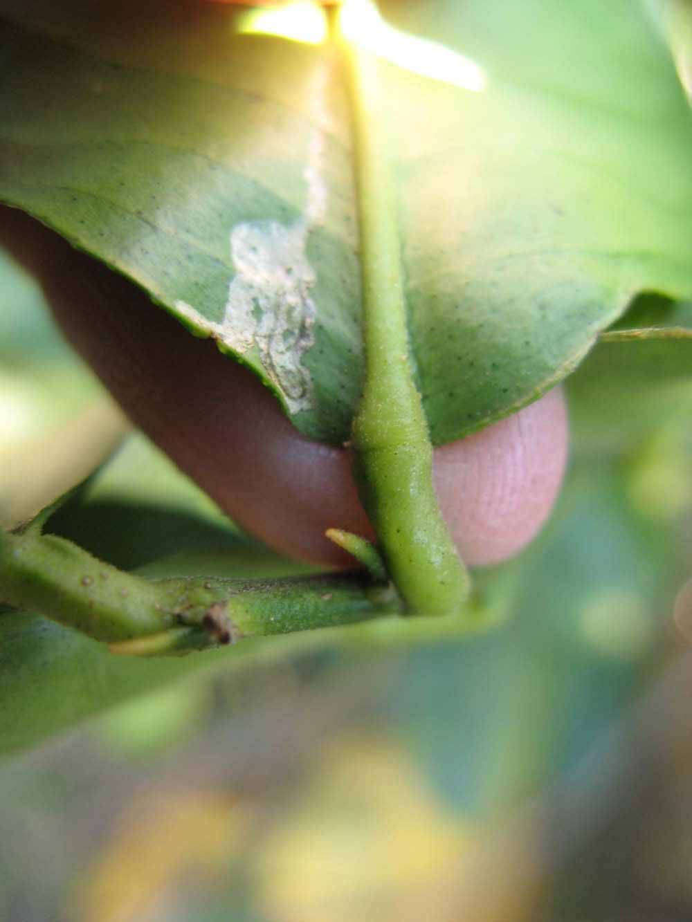              Petiole (Winter Haven, FL)       